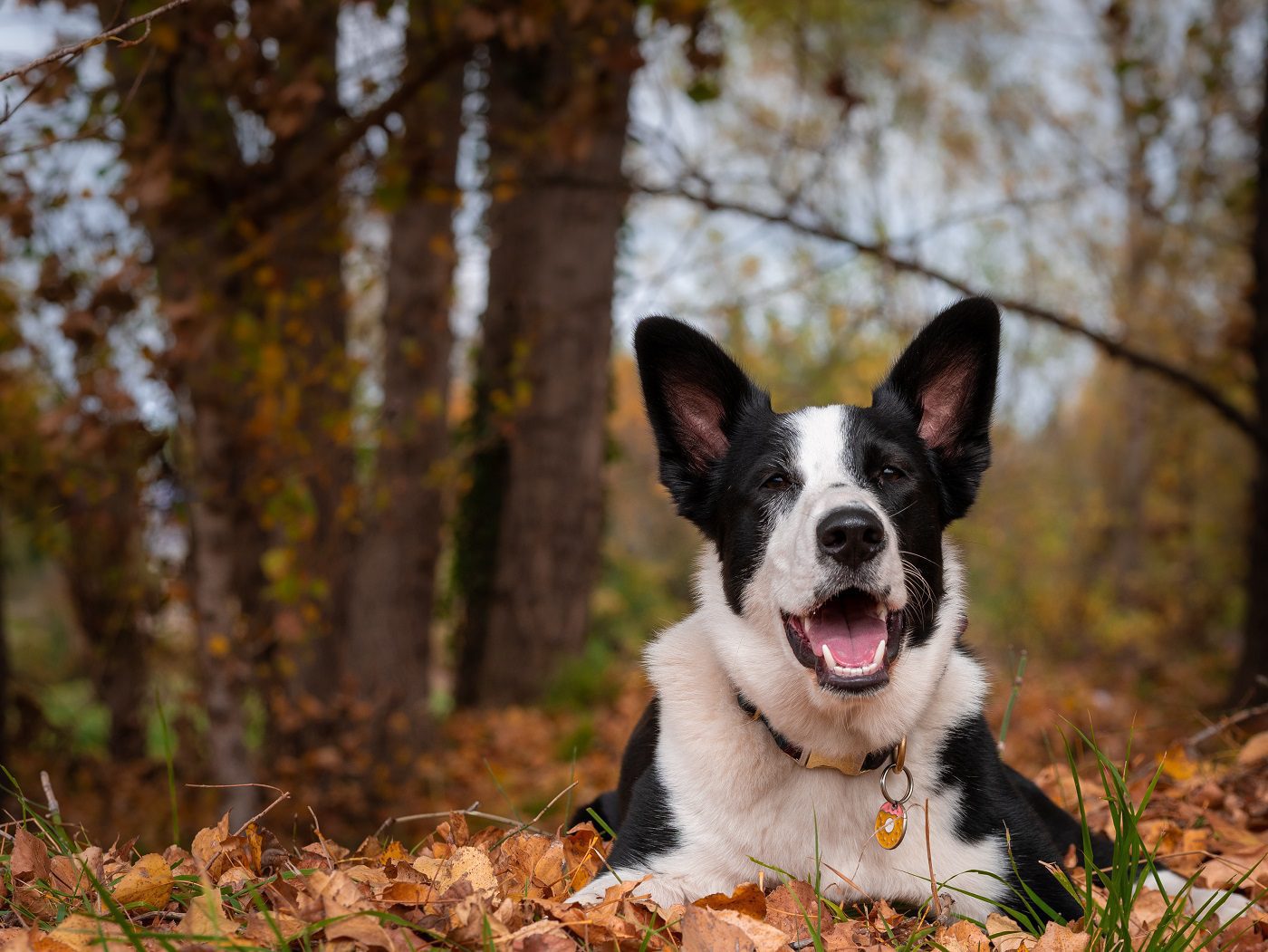 Read more about the article Top 5 parks to take your pooch for a walk